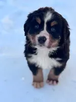 Bella, a female Bernese Mountain Dog for sale in Hopkinsville, KY – Photo 1 of 4