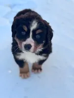 Bella, a female Bernese Mountain Dog for sale in Hopkinsville, KY – Photo 2 of 4