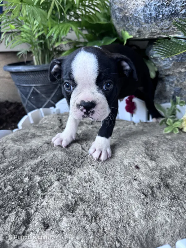 Bobo – Boston Terrier puppy for sale in Hopkinsville, KY