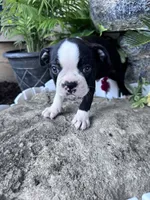 Bobo, a male Boston Terrier for sale in Hopkinsville, KY – 1 of 6