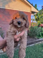 Buddy, a male Cavapoo and Bichpoo for sale in Hopkinsville, KY – 4 of 4