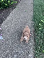 Charlie, a male Yorkipoo for sale in Hopkinsville, KY – 7 of 7