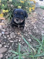Yogi, a male Yorkshire Terrier for sale in Hopkinsville, KY – 2 of 6