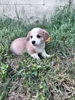 Winston, a male Pembroke Welsh Corgi for sale in Hopkinsville, KY – 2 of 5