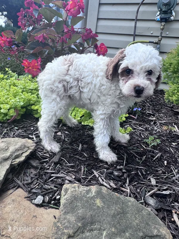 Minnie – Poodle - Miniature  puppy for sale in Hopkinsville, KY