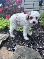 Minnie, a female Poodle - Miniature  for sale in Hopkinsville, KY – 1 of 5