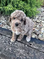 Pearl, a female Poodle - Miniature  for sale in Hopkinsville, KY – 4 of 5