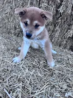 Kuma, a male Shiba Inu for sale in Hopkinsville, KY – 1 of 5