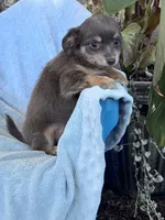 Brownie, a male Chihuahua for sale in Hopkinsville, KY – 2 of 6