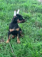 Ace, a male Doberman Pinscher for sale in Hopkinsville, KY – 4 of 6