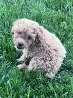 Sugar, a female Bichpoo for sale in Hopkinsville, KY – 3 of 3