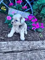 Leo, a male Shihpoo for sale in Hopkinsville, KY – Photo 2 of 5