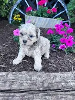 Leo, a male Shihpoo for sale in Hopkinsville, KY – Photo 4 of 5