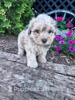 Leo – Shihpoo puppy for sale in Hopkinsville, KY