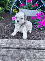 Leo, a male Shihpoo for sale in Hopkinsville, KY – Photo 3 of 5