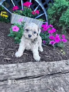 Leo – Shihpoo puppy for sale in Hopkinsville, KY