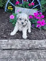 Leo, a male Shihpoo for sale in Hopkinsville, KY – Photo 5 of 5