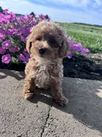 Benji, a male Poodle - Miniature  for sale in Hopkinsville, KY – 1 of 5