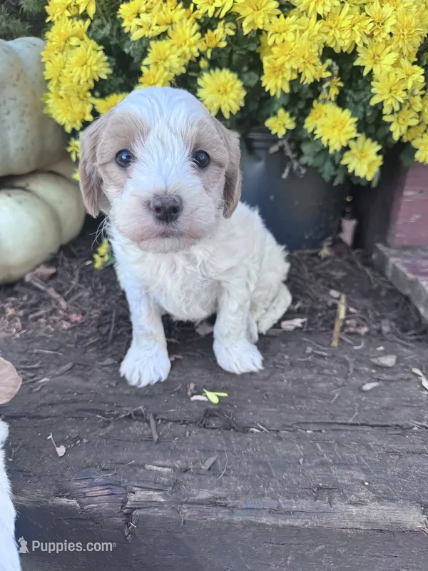 Louie – Maltipoo puppy for sale in Hopkinsville, KY