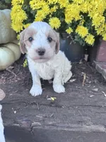 Louie, a male Maltipoo for sale in Hopkinsville, KY – 1 of 3