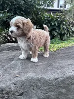 Charlie, a male Havapoo for sale in Hopkinsville, KY – 5 of 6