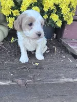 Louie, a male Maltipoo for sale in Hopkinsville, KY – 3 of 3