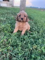 Mickey, a male Cavapoo for sale in Hopkinsville, KY – 4 of 8
