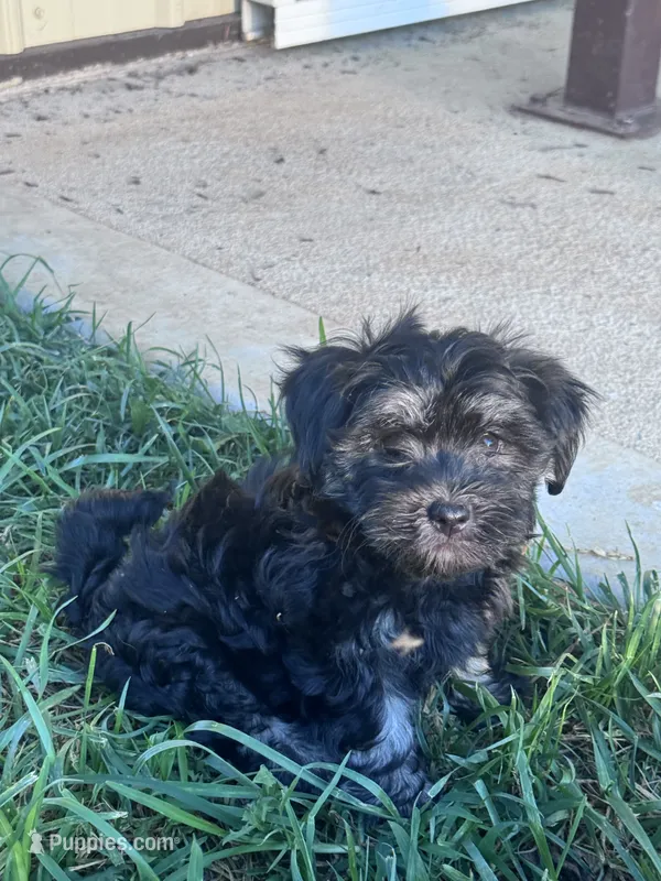 Milo – Havanese puppy on hold in Hopkinsville, KY