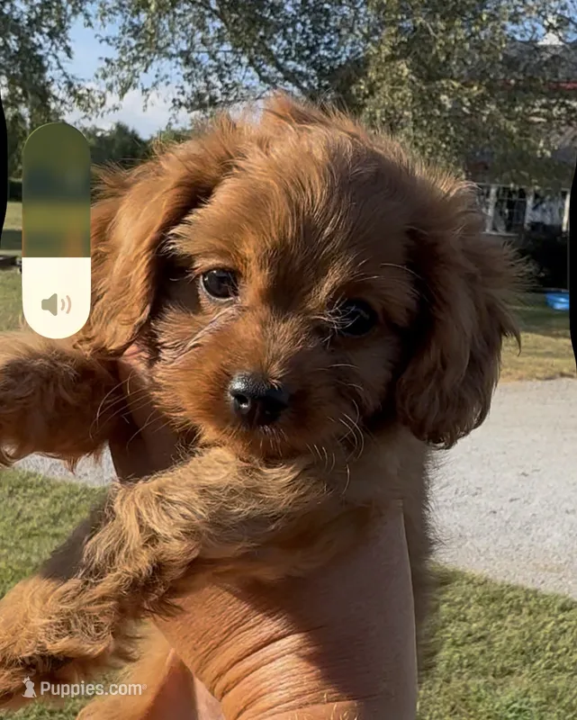 Hannah – Cavapoo puppy for sale in Hopkinsville, KY