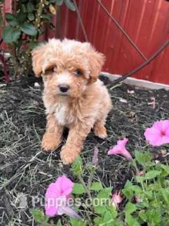 Gigi – Bichpoo puppy for sale in Hopkinsville, KY