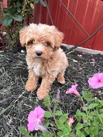 Gigi, a female Bichpoo for sale in Hopkinsville, KY – 1 of 4