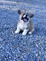 Winnie, a female Pembroke Welsh Corgi for sale in Hopkinsville, KY – 4 of 6