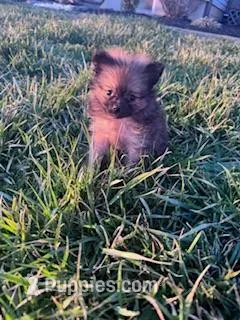 Tootsie , a female Pomeranian for sale in Hopkinsville, KY – Photo 1 of 4