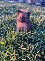 Tootsie , a female Pomeranian for sale in Hopkinsville, KY – Photo 1 of 4