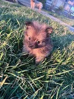 Tootsie , a female Pomeranian for sale in Hopkinsville, KY – Photo 2 of 4