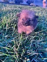 Tootsie , a female Pomeranian for sale in Hopkinsville, KY – Photo 4 of 4