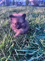 Tootsie , a female Pomeranian for sale in Hopkinsville, KY – Photo 3 of 4