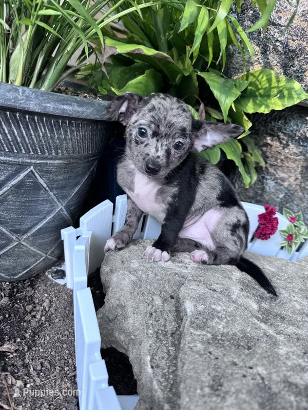 Bandit – Chihuahua puppy for sale in Hopkinsville, KY