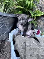 Bandit, a male Chihuahua for sale in Hopkinsville, KY – 1 of 6