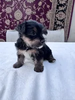 Max, a male Yorkshire Terrier for sale in Hopkinsville, KY – 6 of 6