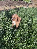 Copper, a male Cavalier King Charles Spaniel for sale in Hopkinsville, KY – 6 of 7