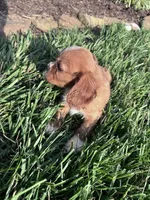 Copper, a male Cavalier King Charles Spaniel for sale in Hopkinsville, KY – 7 of 7