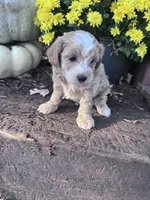Rose, a female Maltipoo for sale in Hopkinsville, KY – 2 of 4