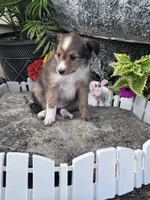 Sofia, a female Shetland Sheepdog for sale in Hopkinsville, KY – 8 of 8