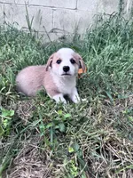 Winston, a male Pembroke Welsh Corgi for sale in Hopkinsville, KY – 3 of 5
