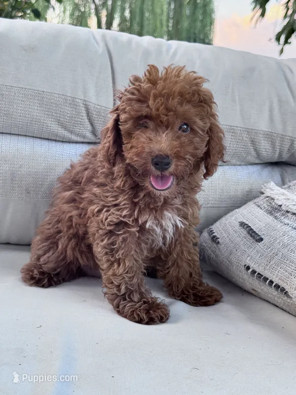Mickey – Poodle - Miniature  puppy for sale in Hopkinsville, KY
