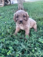 Teddy, a male Cavapoo for sale in Hopkinsville, KY – 3 of 7