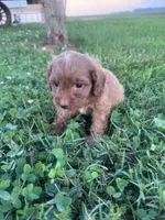 Charlie, a male Cavapoo for sale in Hopkinsville, KY – 4 of 5