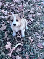 Molly, a female Pembroke Welsh Corgi for sale in Hopkinsville, KY – 5 of 6