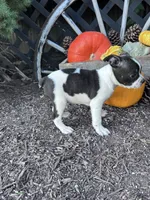 Domino, a male Boston Terrier for sale in Hopkinsville, KY – 5 of 6